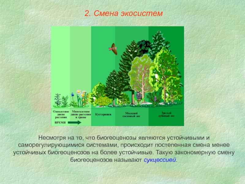 Растение группа биогеоценоза. Смена экосистем. Изменение экосистемы. Устойчивость и смена экосистем. Смена биогеоценоза.
