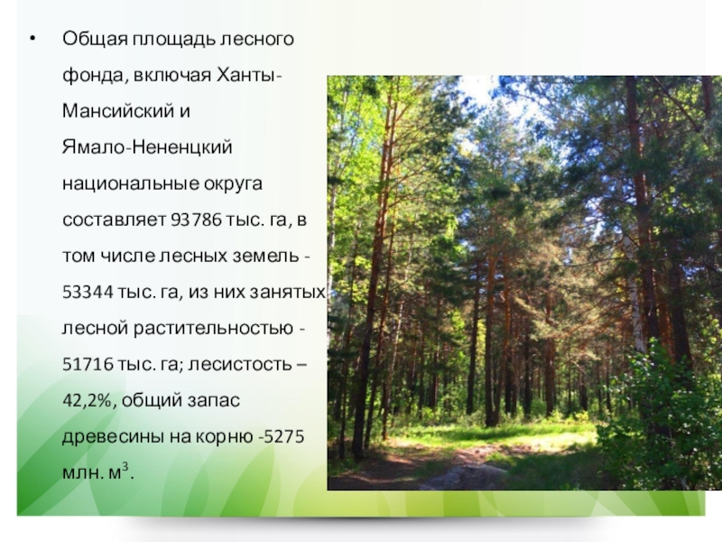 Площадь лесного. Общая площадь леса. Леса Тюменской области презентация. Природная зона Тюмени. Природные зоны Тюменской области 4 класс.