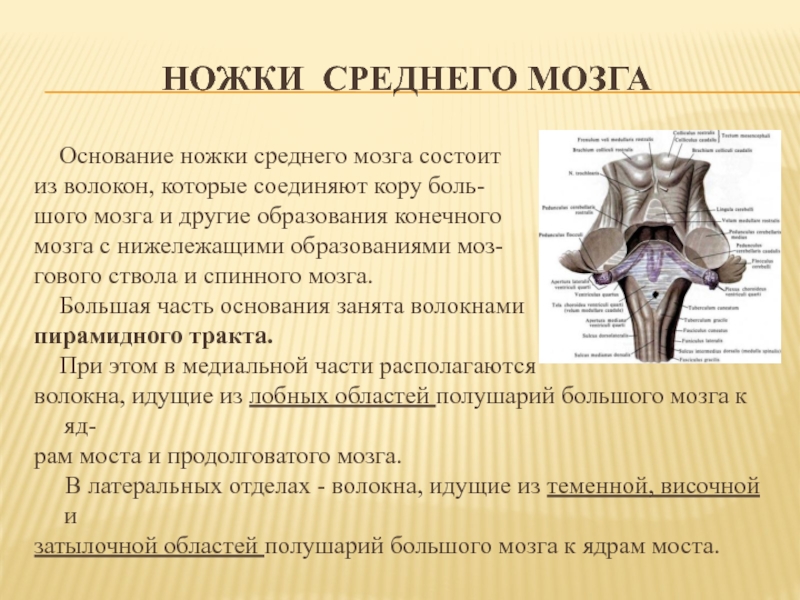 Ножки мозга. Ножка среднего мозга. Основание ножек среднего мозга. Функции ножек среднего мозга. Средний мозг ножки мозга.