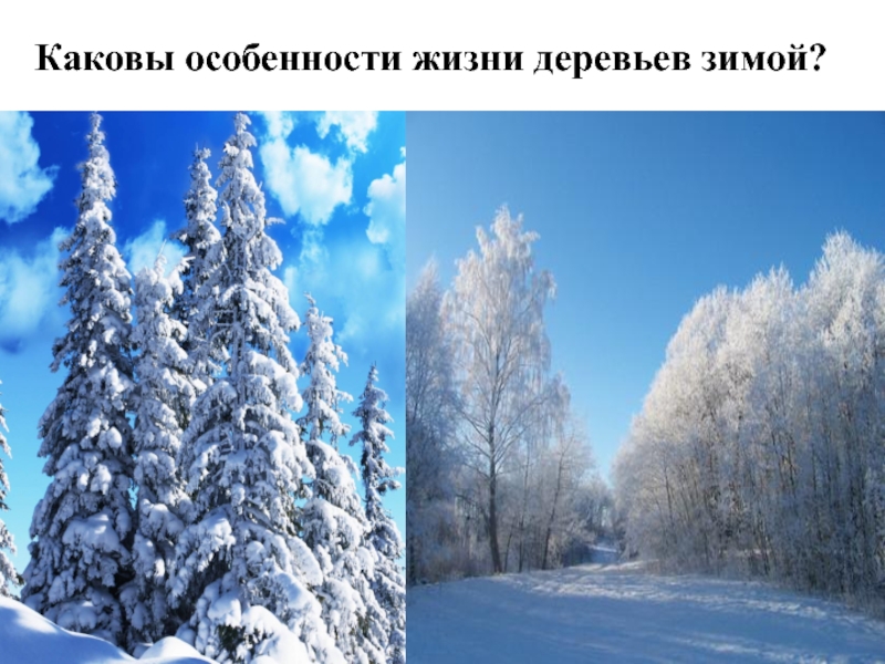 Каковы особенности природы. Особенности зимы. Зима покой природы окружающий мир. Особенности сезона зима. Особенности зимнего сезона в России.