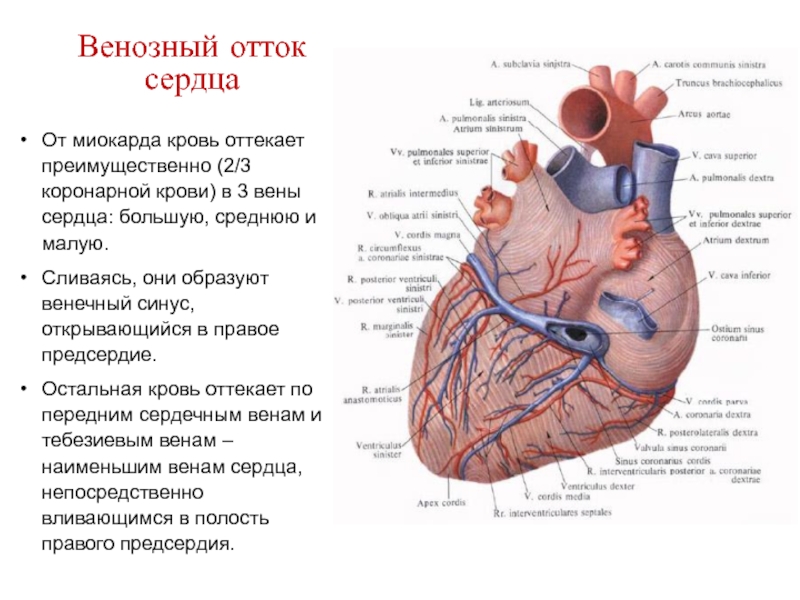 Вен сердца. Венечный синус впадает в правое предсердие. Венечный синус сердца впадает в. Венозный венечный синус сердца. Вены сердца впадающие непосредственно в правое предсердие.