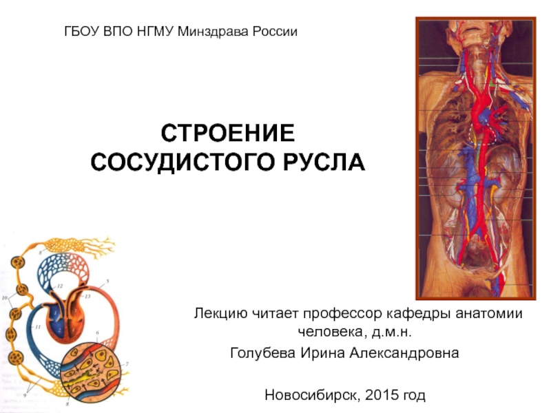 ГБОУ ВПО НГМУ Минздрава России
Лекцию читает профессор кафедры анатомии
