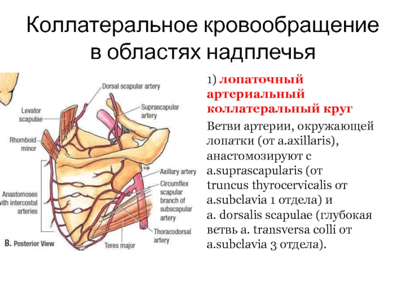 Коллатеральное кровообращение в областях надплечья1) лопаточный артериальный коллатеральный кругВетви артерии, окружающей лопатки (от a.axillaris), анастомозируют с a.suprascapularis