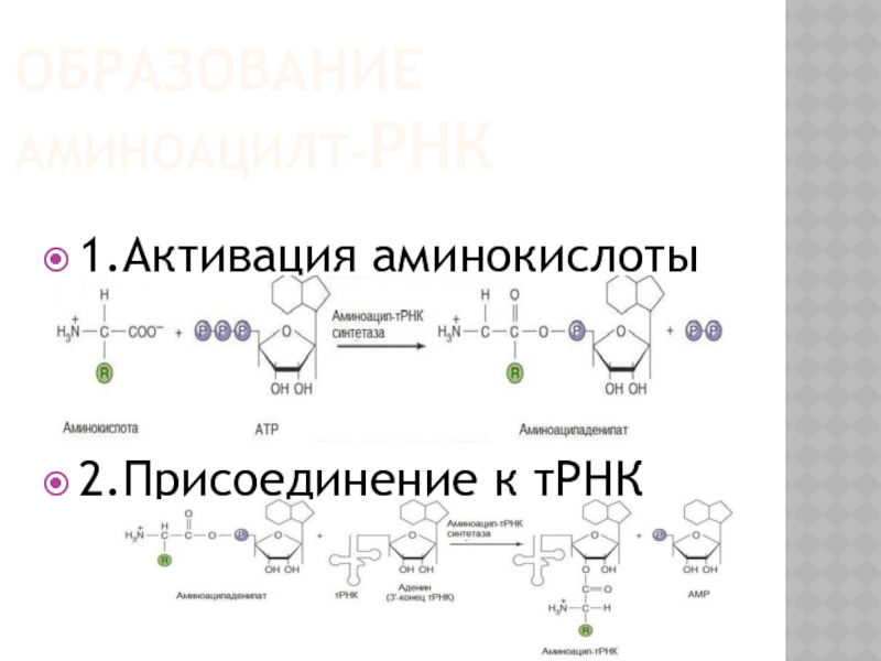 Активация аминокислот