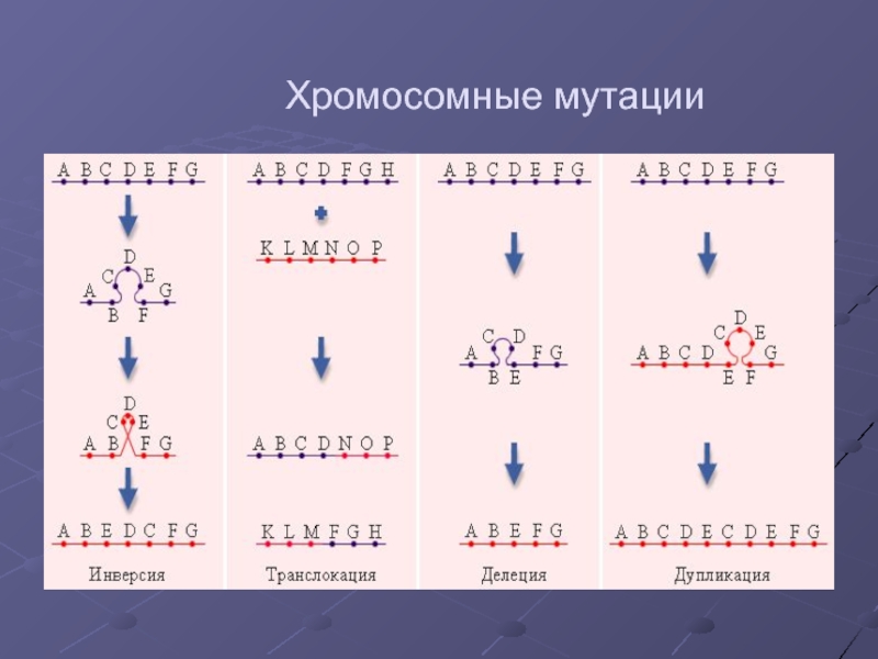 Изменение количества хромосом мутация. Хромосомные мутации дупликация. Хромосомные перестройки транслокация. Хромосомные мутации делеция дупликация. Хромосомные мутации делеция дупликация инверсия транслокация.