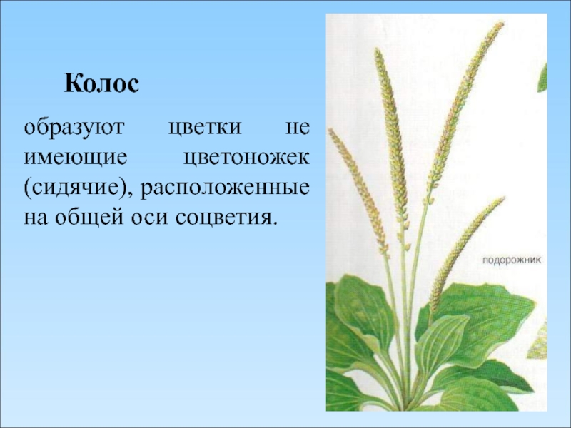 Соцветие колос подорожник. Соцветие подорожника биология 6 класс. Подорожник соцветие. Сидячие цветки на общей оси. Растения имеющие Колос.