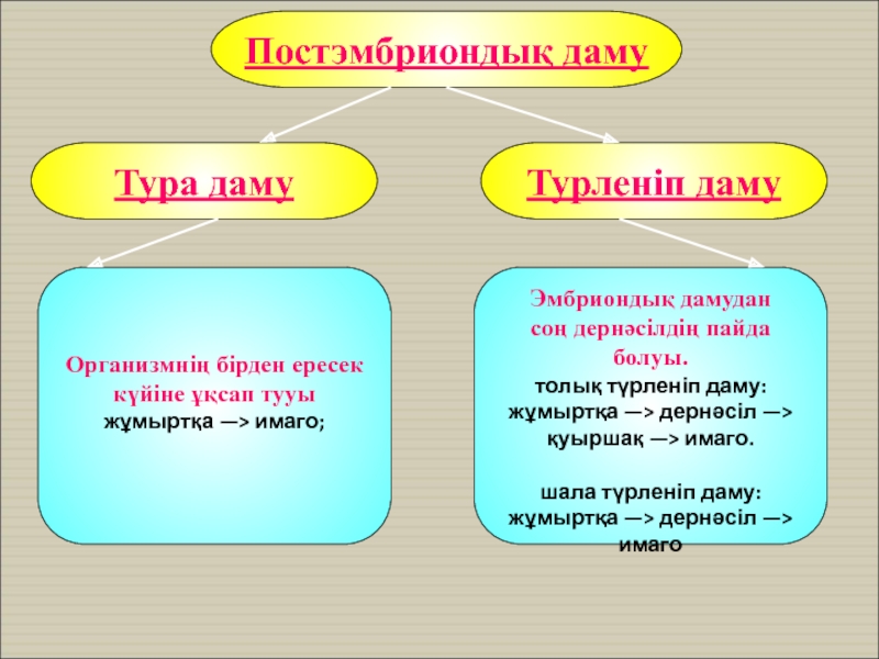 Онтогенез сатылары презентация