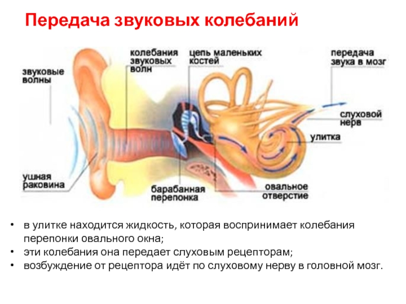 Слуховые рецепторы находятся в органе. Слуховой анализатор передающий звуковые колебания от наружного. Рецепторы слухового анализатора рецепторы слухового анализатора. Передает звуковые колебания на слуховые косточки. Слуховой анализатор Рецептор Нера.