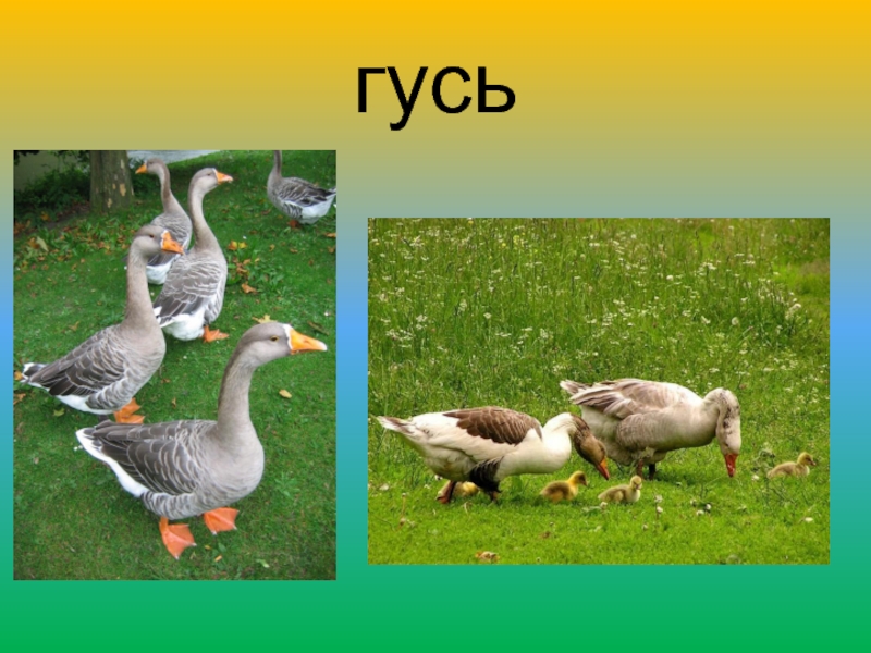 Презентация про гусей