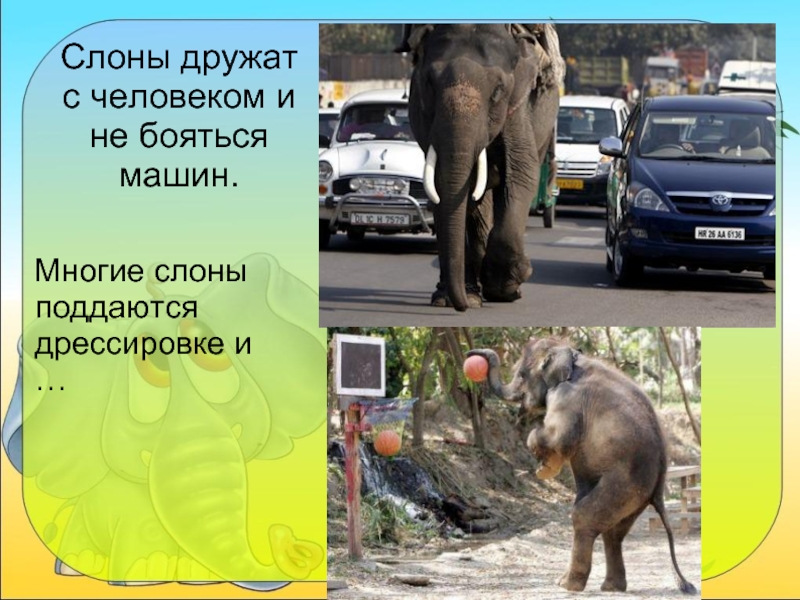 Слоны дружат с человеком и не бояться машин.  Многие слоны поддаются дрессировке и …