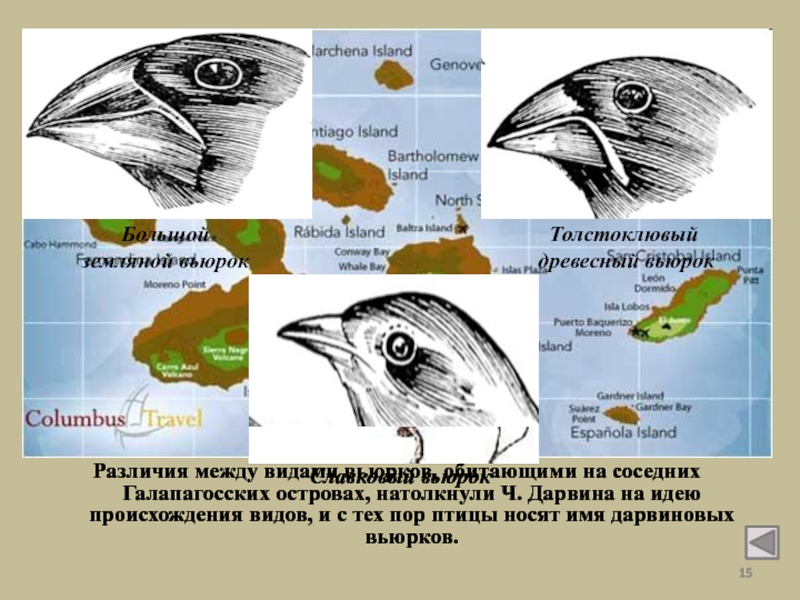 На рисунке изображены вьюрков обитающие на галапагосских островах и имеющие различную форму клювов