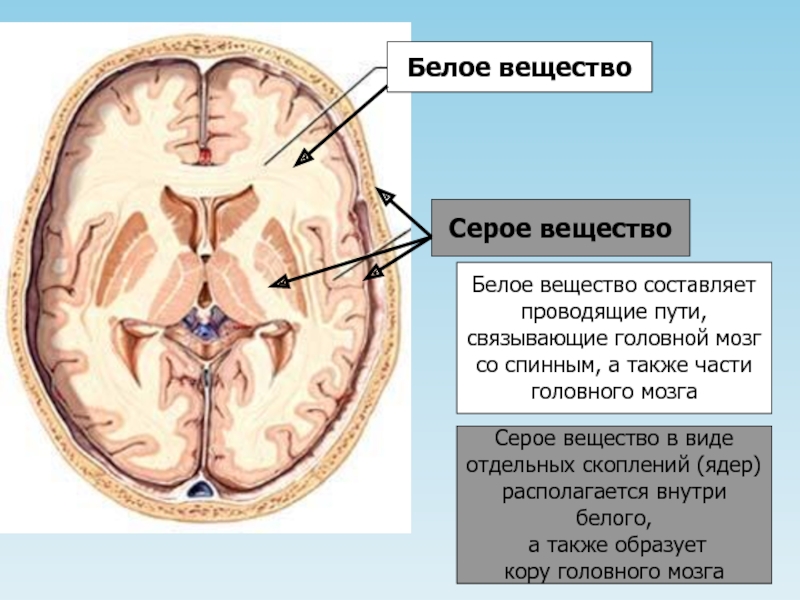 Белое вещество головного и спинного мозга образуют. Распределение серого и белого вещества в головном мозге. Белое и серое вещество головного мозга функции. Серое вещество мозга и белое вещество мозга. Строение белого вещества головного мозга.