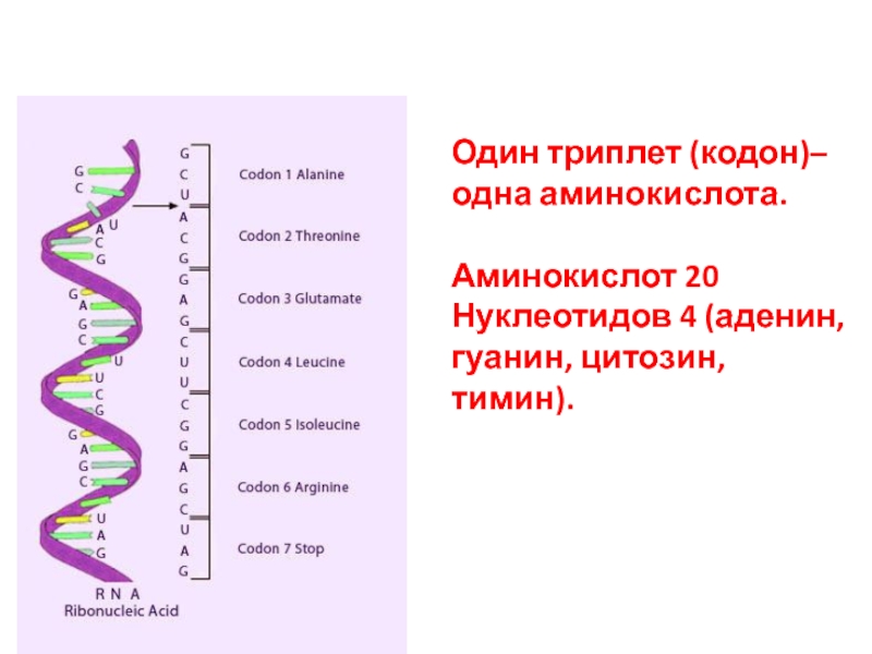 Триплет днк цгц