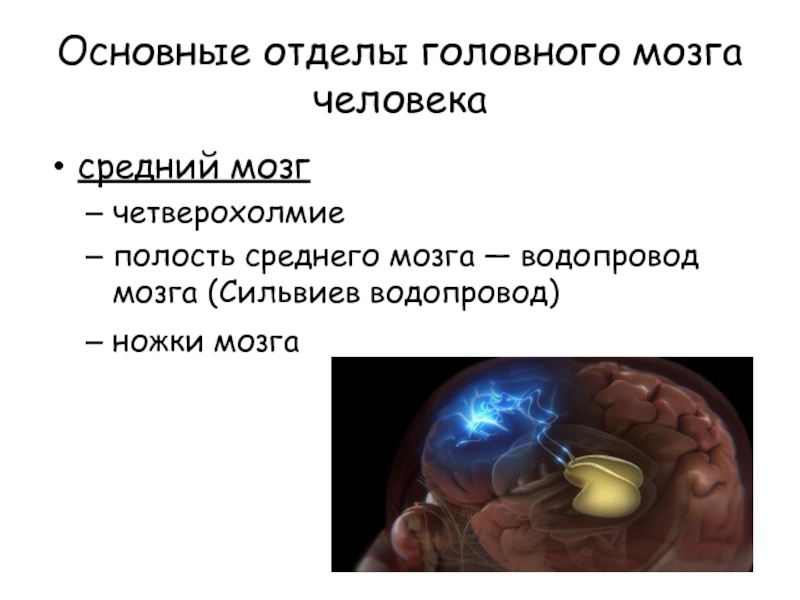 На сколько изучен мозг. Сильвиева борозда мозга.