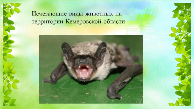 Животные красной книги кемеровской области фото и описание