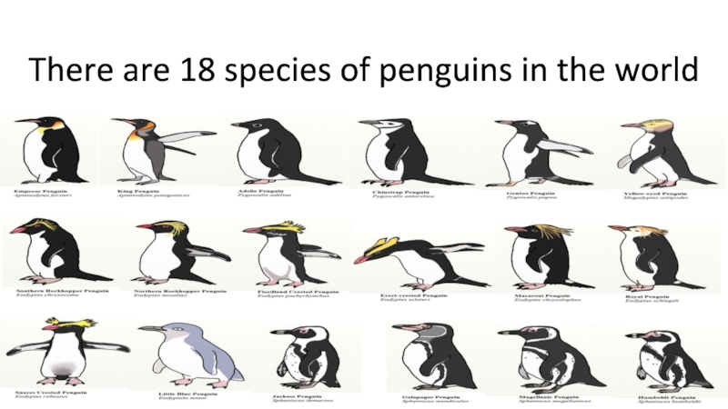 There are 18 species of penguins in the world