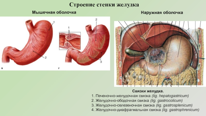 Малый сальник желудка