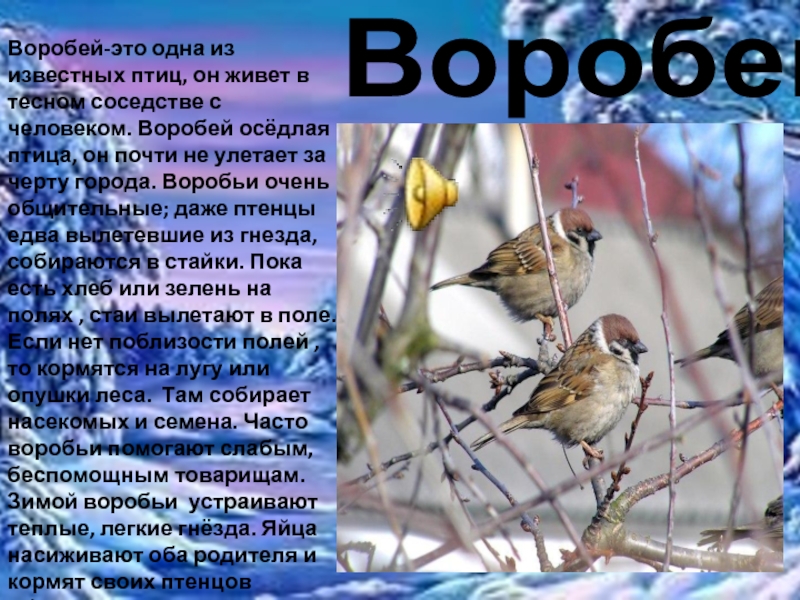 ВоробейВоробей-это одна из известных птиц, он живет в тесном соседстве с человеком. Воробей осёдлая птица, он почти