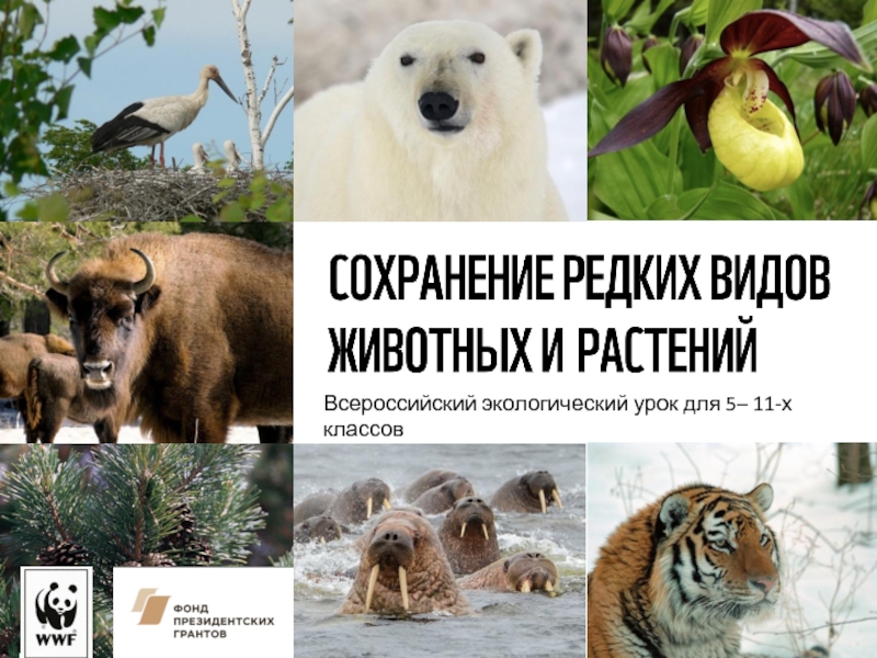 Всероссийский экологический урок д ля 5 – 11 -х классов