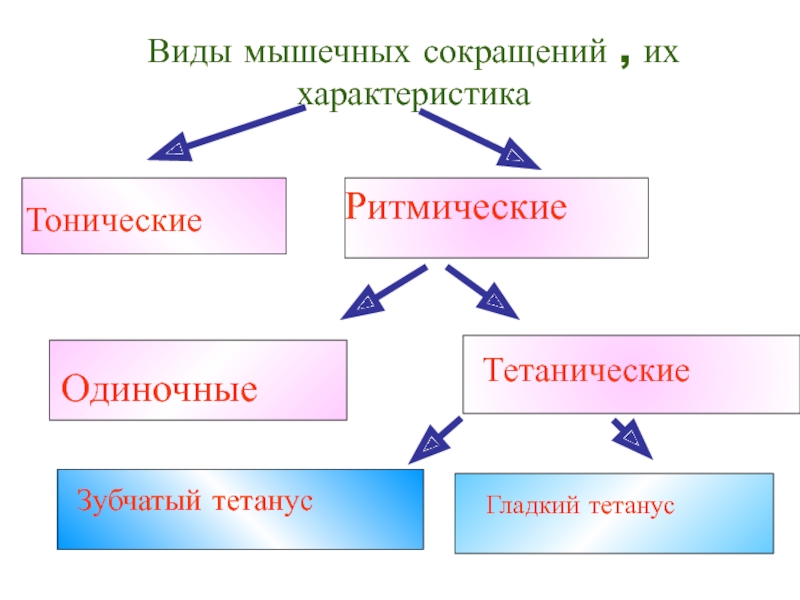 Типы сокращений. Типы мышечных сокращений. Виды сокращения мышц. Тоническое сокращение мышц. Ритмические сокращения мышц.