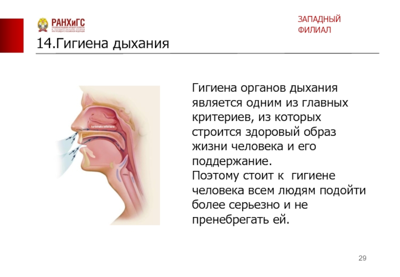 Презентация дыхание органы дыхания правила гигиены 6 класс 8 вид