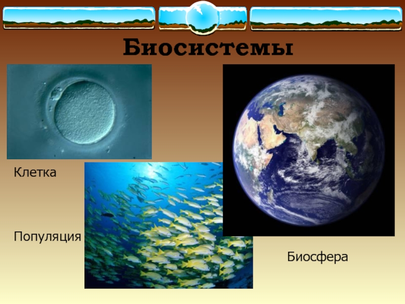 Популяция биосфера. Биосфера это биосистема. Биосферы популяции. Биосфера и клетка. Биосистема клетка.