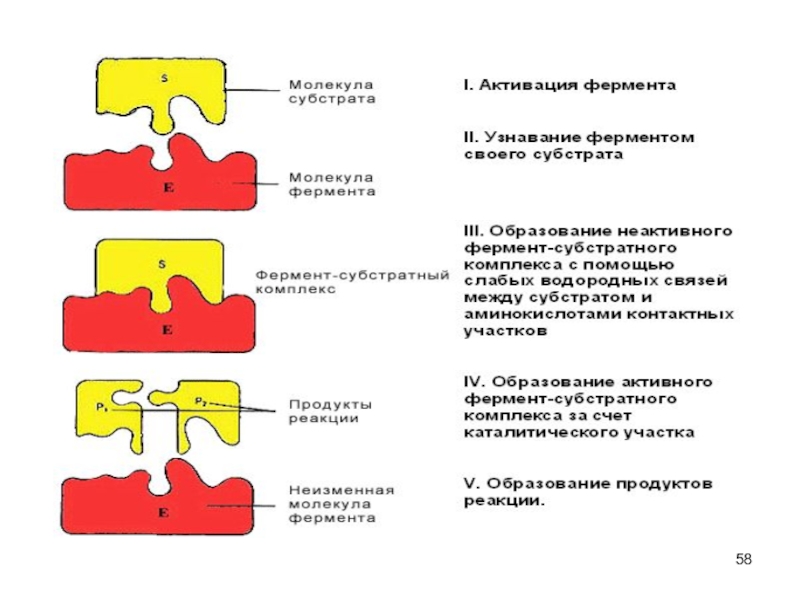 Схема образования комплекса фермент вещество