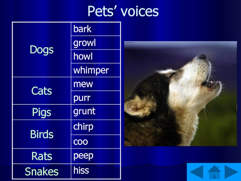 Pets’ voices