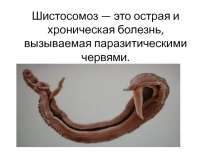 Шистосомоз — это острая и хроническая болезнь, вызываемая паразитическими