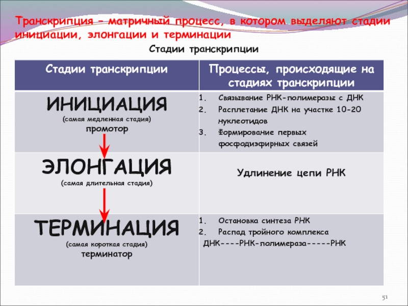 Матричные процессы. Матричные процессы биология. Транскрипция матричный процесс. Стадии матричного процесса. Понятие о матричных процессах.