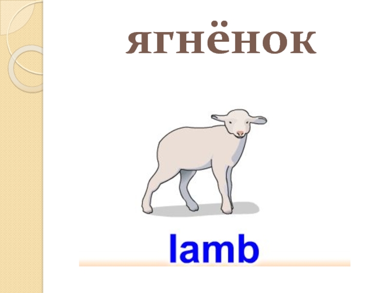 Как по английски будет овца. Ягненок звуковая схема. Карточка по английскому овца. Овечка по английскому.
