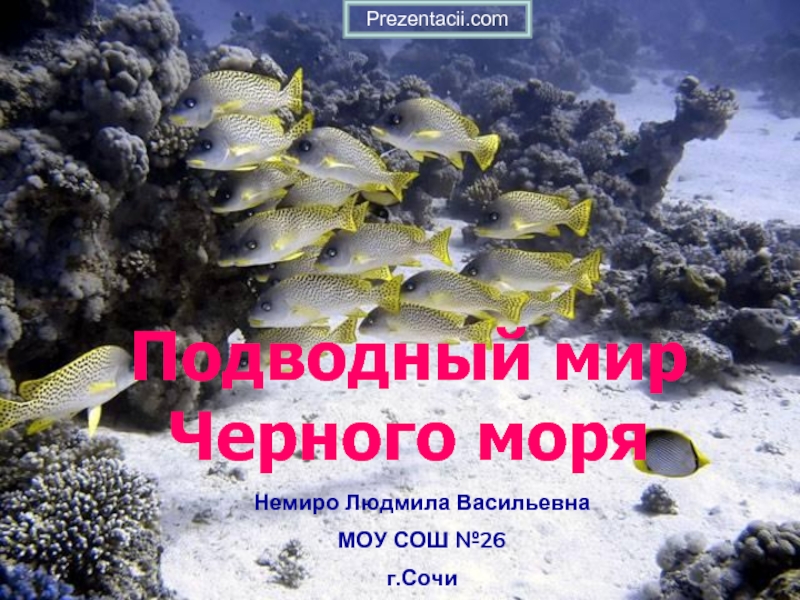 Презентация Подводный мир Черного моря