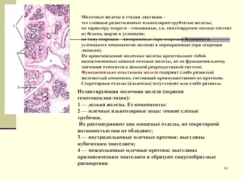 Молочная железа препарат. Альвеолярно-трубчатые железы примеры. Сложные разветвленные альвеолярно-трубчатые железы. Потовые железы Тип секреции. Сложная разветвленная альвеолярная железа.