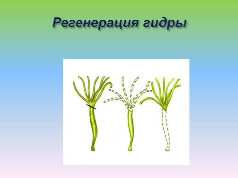 Регенерация гидры. Регенерация гидры пресноводной. Фрагментация гидры. Гидра биология регенерация. Ход регенерации у гидры.