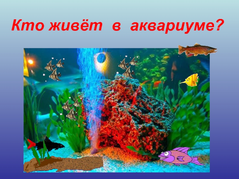 Презентация Кто живёт в аквариуме?