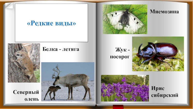 Животные красной книги архангельской области презентация