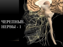 Черепные нервы - 1