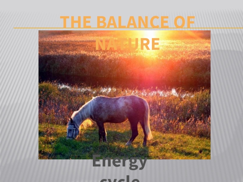 Energy cycleThe balance of nature