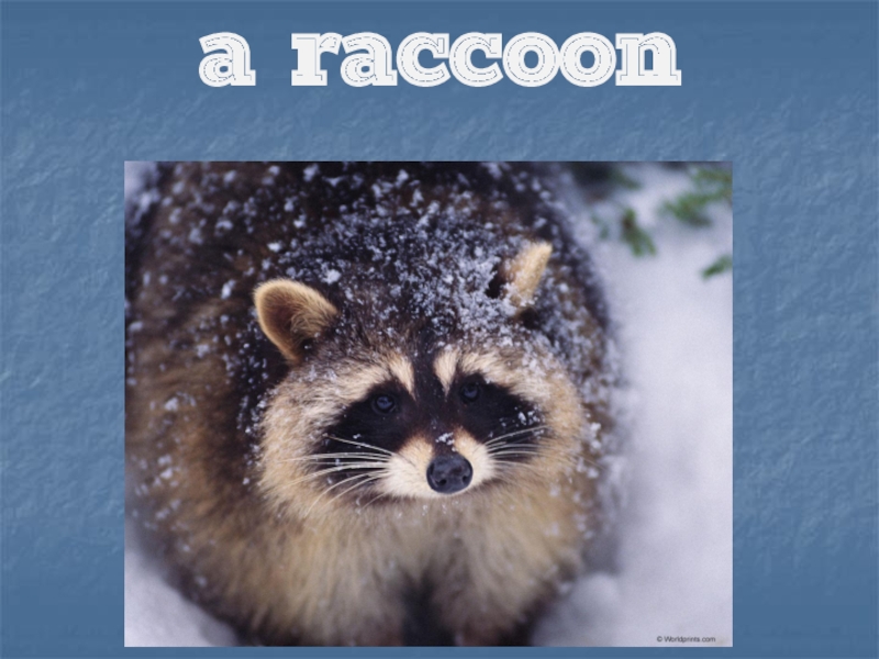 Презентация A raccoon