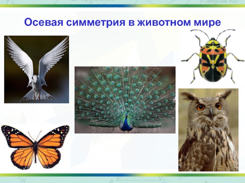 Осевая симметрия в природе. Осевая симметрия у животных. Симметрия в животном мире. Ось симметрии в животном мире.