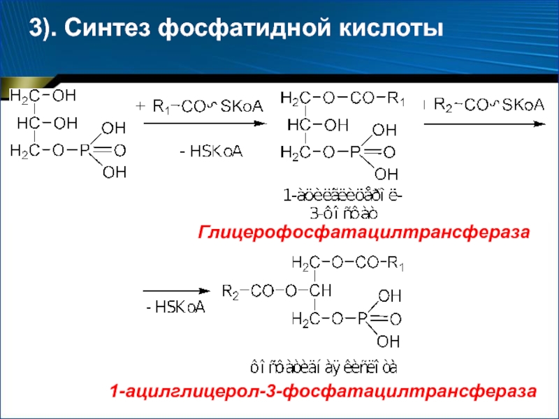 Синтез 1. Синтез из фосфатидной кислоты. Реакции синтеза фосфатидной кислоты. Синтез таг из фосфатидной кислоты. Синтез фосфолипидов из фосфатидной кислоты.