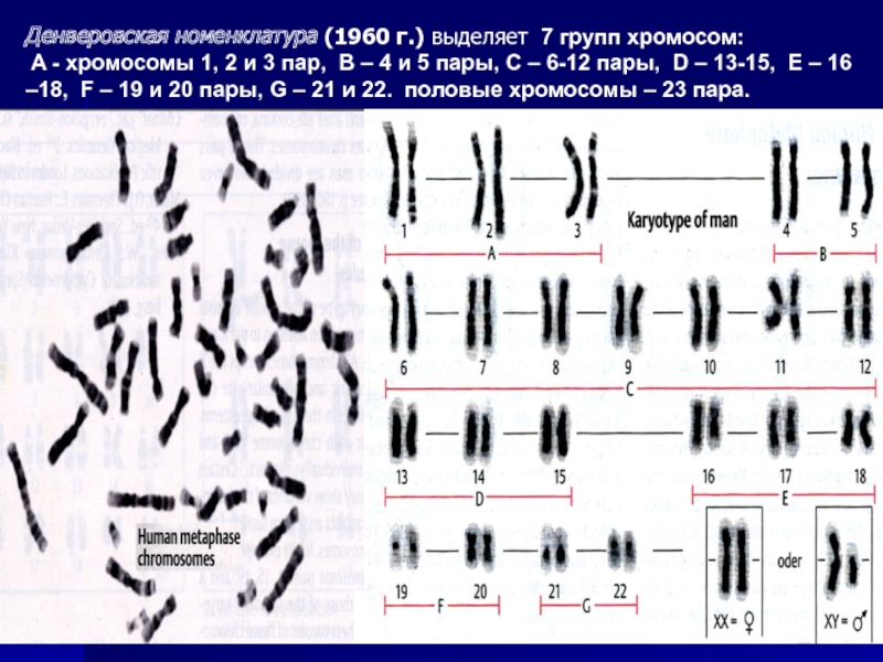 Хромосомы группы г. Однохроматидные хромосомы. Уровни хромосом. Хромосомный набор набор тетраплоидного. Однохроматидные и двухроматидные хромосомы.