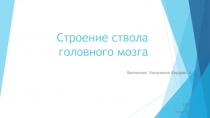 Строение ствола головного мозга