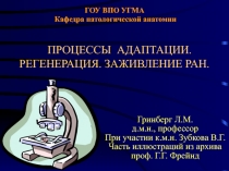 ГОУ ВПО УГМА Кафедра патологической анатомии ПРОЦЕССЫ АДАПТАЦИИ. РЕГЕНЕРАЦИЯ