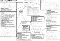 ВНУТРЕННЯЯ СРЕДА ОРГАНИЗМА
Совокупность жидкостей организма, которые находятся