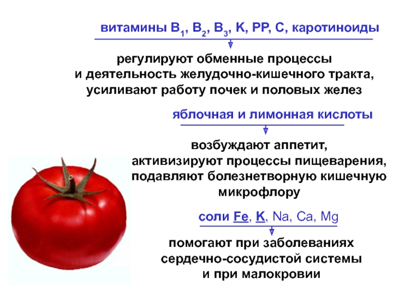 Селекция томатов. Каротиноиды в помидоре. Анализ технологии возделывания томата.