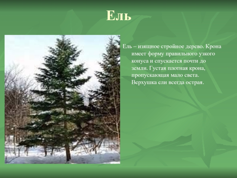 ЕльЕль – изящное стройное дерево. Крона имеет форму правильного узкого конуса и спускается почти до земли. Густая