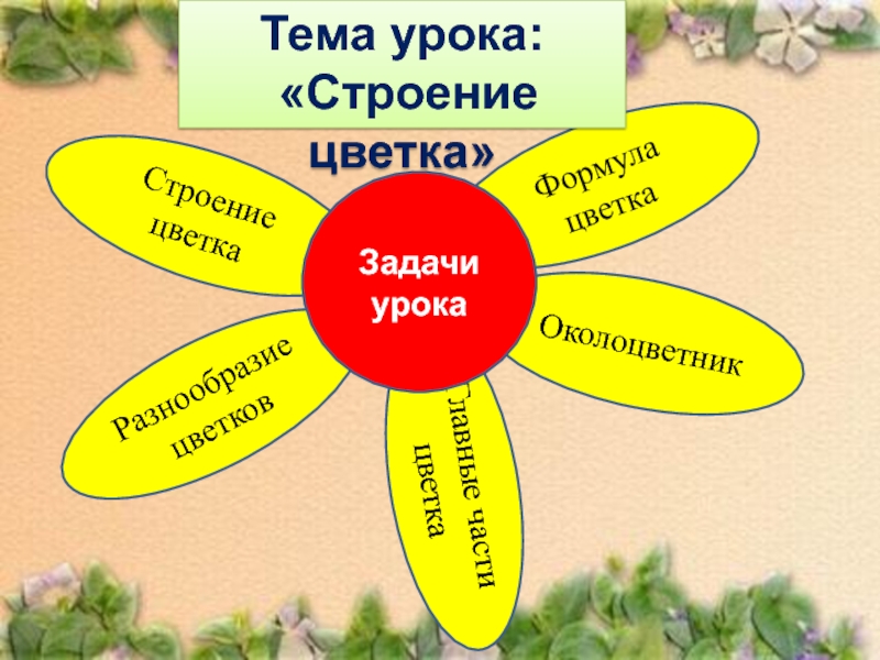 Презентация строение цветка 6 класс биология пасечник