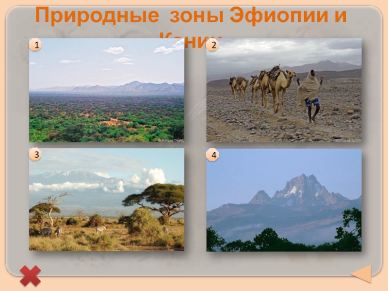 Какие природные зоны в восточной африке. Природные зоны Эфиопии на карте. Положение в природных зонах Эфиопии. Природные зоны Кении. Природные зоны Восточной Африки.