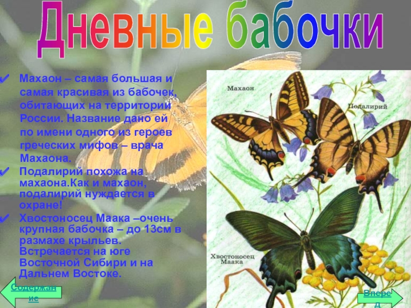 Сведения о бабочках 2 класс окружающий мир